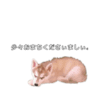 husky baby aldo（個別スタンプ：5）