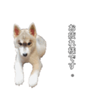husky baby aldo（個別スタンプ：6）
