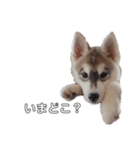 husky baby aldo（個別スタンプ：8）