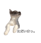 husky baby aldo（個別スタンプ：10）