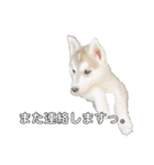 husky baby aldo（個別スタンプ：11）