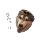 husky baby aldo（個別スタンプ：12）