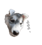husky baby aldo（個別スタンプ：13）