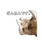 husky baby aldo（個別スタンプ：14）