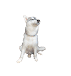 husky baby aldo（個別スタンプ：16）