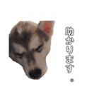 husky baby aldo（個別スタンプ：17）