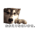 husky baby aldo（個別スタンプ：18）