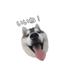 husky baby aldo（個別スタンプ：19）