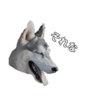 husky baby aldo（個別スタンプ：20）