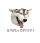 husky baby aldo（個別スタンプ：21）