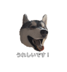 husky baby aldo（個別スタンプ：22）