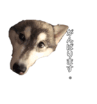 husky baby aldo（個別スタンプ：23）