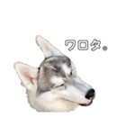 husky baby aldo（個別スタンプ：24）