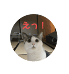 キジねこスタンプ（個別スタンプ：1）