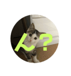 キジねこスタンプ（個別スタンプ：2）