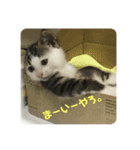 キジねこスタンプ（個別スタンプ：3）