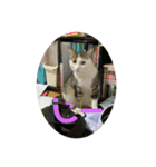 キジねこスタンプ（個別スタンプ：4）