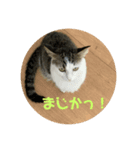 キジねこスタンプ（個別スタンプ：5）