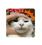 キジねこスタンプ（個別スタンプ：6）