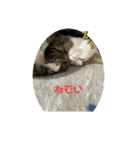 キジねこスタンプ（個別スタンプ：8）