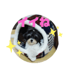 MIX犬ララさんの日常②（個別スタンプ：2）