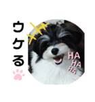 MIX犬ララさんの日常②（個別スタンプ：3）