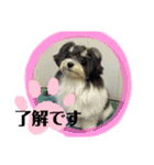 MIX犬ララさんの日常②（個別スタンプ：4）