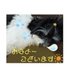 MIX犬ララさんの日常②（個別スタンプ：8）
