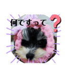 MIX犬ララさんの日常②（個別スタンプ：11）