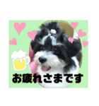 MIX犬ララさんの日常②（個別スタンプ：12）