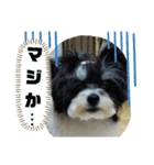 MIX犬ララさんの日常②（個別スタンプ：13）