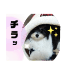 MIX犬ララさんの日常②（個別スタンプ：15）