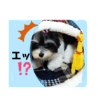 MIX犬ララさんの日常②（個別スタンプ：16）