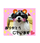 MIX犬ララさんの日常②（個別スタンプ：17）