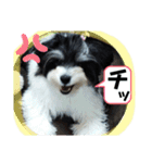 MIX犬ララさんの日常②（個別スタンプ：20）