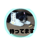 MIX犬ララさんの日常②（個別スタンプ：22）