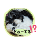 MIX犬ララさんの日常②（個別スタンプ：23）