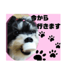 MIX犬ララさんの日常②（個別スタンプ：24）