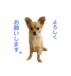 チワワのらいとくん。3（個別スタンプ：3）