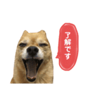 チワワのらいとくん。3（個別スタンプ：6）