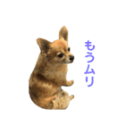 チワワのらいとくん。3（個別スタンプ：10）