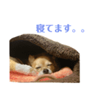 チワワのらいとくん。3（個別スタンプ：13）