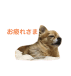 チワワのらいとくん。3（個別スタンプ：14）