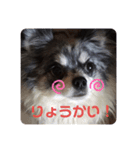 ピース＆モフ（個別スタンプ：5）