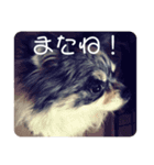 ピース＆モフ（個別スタンプ：8）