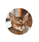 cat0032 vol. 1（個別スタンプ：1）