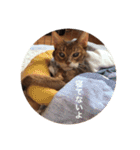 cat0032 vol. 1（個別スタンプ：2）