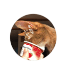 cat0032 vol. 1（個別スタンプ：4）