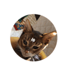 cat0032 vol. 1（個別スタンプ：5）