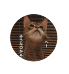 cat0032 vol. 1（個別スタンプ：7）